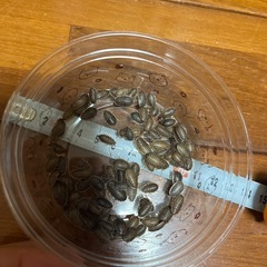 デュビア100の画像