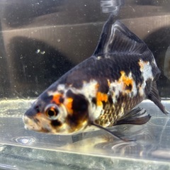 超極上　国産　愛知県産　墨朱文金　１４〜１５cmくらい　金魚　観賞魚の画像