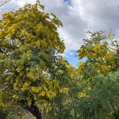 ミモザの切り枝の画像