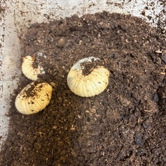 国産カブトムシ（カブトムシ）の幼虫をお譲りします。の画像