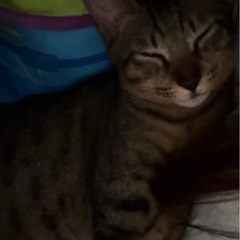 キジトラ　１歳