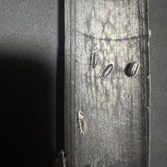 フラボマルギナータス(イエローマージンドオオワラジ) 10匹の画像