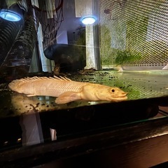 ポリプテルス　プラチナエンドリ
ケリーの画像