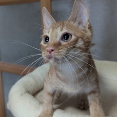 人懐こさに癒やされます☆アサリ　オス　４ヶ月