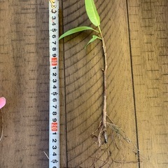 ガジュマルの画像