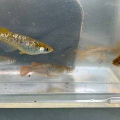 琥珀ラメ　メダカ　めだかの画像