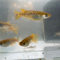 琥珀ラメ　メダカ　めだかの画像
