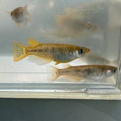 琥珀ラメ　メダカ　めだかの画像