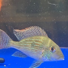 ゲオファーガス　スベニの画像