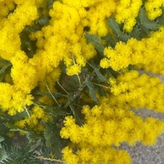 ②  　ミモザ　　　切花の画像