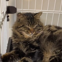 長毛のアメショー風　優男のフサオ君　推定1歳半