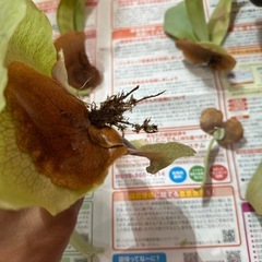 ビカクシダ 8点 子株の画像