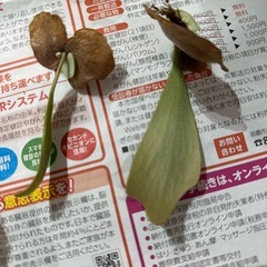 ビカクシダ 8点 子株の画像