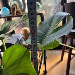 お話中観葉植物モンステラの画像