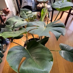 お話中観葉植物モンステラの画像