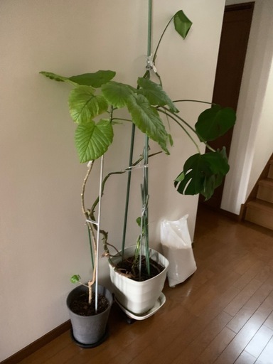 観葉植物