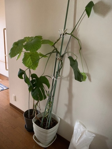 観葉植物