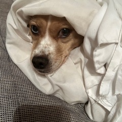 大事にしてくれ方にお願いします