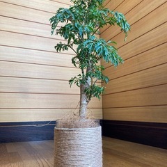 観葉植物　ポリシャスとガラス製鉢カバーの画像