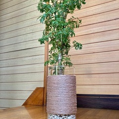 観葉植物　ポリシャスとガラス製鉢カバーの画像