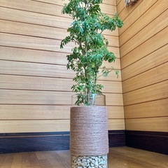 観葉植物　ポリシャスとガラス製鉢カバーの画像