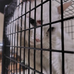 ケガをしてた白猫くん🩵1歳 - 里親募集