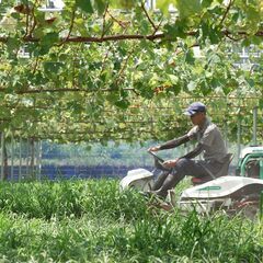 【未経験者歓迎！長期勤務大歓迎！】ブドウ農園の収穫・出荷・栽培管理サポートの画像