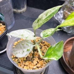 観葉植物　ピナツムマーブルの画像