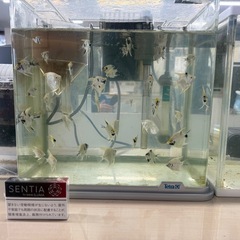 生後1か月　　エンゼルフィッシュの画像