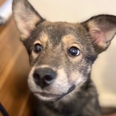 お話し中🫶臆病だけど、食いしん坊のチョコ🍫♂4ヶ月❤️