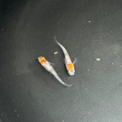 神田三色メダカの画像