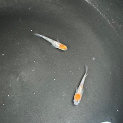 神田三色メダカの画像