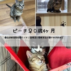【ピーチ】💕岡田ほご猫譲渡会3/22(日)13時〜15時