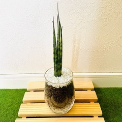 サンスベリア　ミカド　観葉植物　ハイドロカルチャーの画像