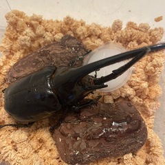 ネプチューンオオカブト ♂ 成虫 単品の画像