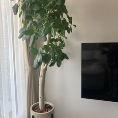 フィカス（8号鉢）鉢カバー・スタンド付きの画像