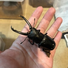 ギラファノコギリクワガタ ケイスケ トリオの画像