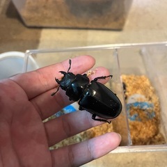 ギラファノコギリクワガタ ケイスケ トリオの画像