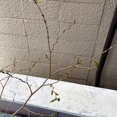 【あげます】マルベリー(桑の実)7号鉢の画像