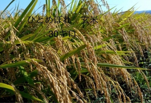 令和7年 宮城県産 特別栽培米 ひとめぼれ 玄米　30キロ