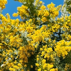 銀葉アカシア　満開ミモザ1本200円の画像