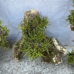 自生風蘭×6本の画像