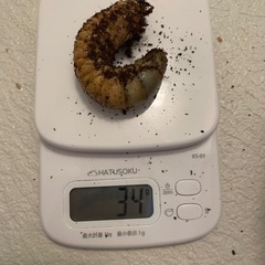 アトラスオオカブト 幼虫 4匹の画像