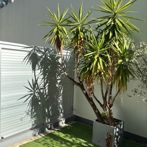 ユッカ等鉢植え3つ