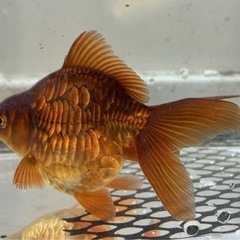金魚　ドラゴンスケール流金の画像