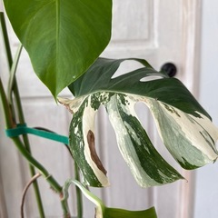 決まりました！斑入りモンステラ 62cmの画像