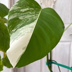 決まりました！斑入りモンステラ 62cmの画像