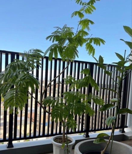観葉植物 エバーフレッシュ165cm 曲がり木仕立て
