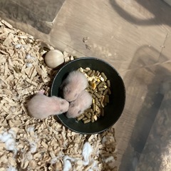 ハムスターキンクマ誰か里親なってくれる方いませんか。