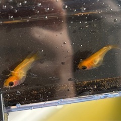 オレンジパンダ出目　めだか　1ペアの画像